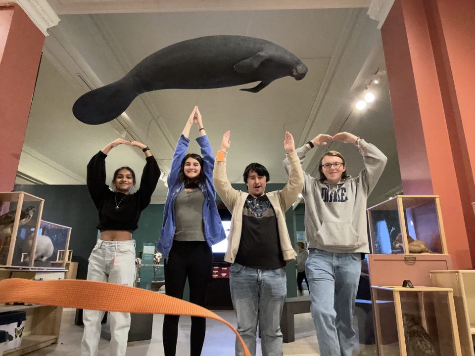 Scholars pose "O-H-I-O" with their arms under a hanging manatee model in a museum displaying cases and red walls.